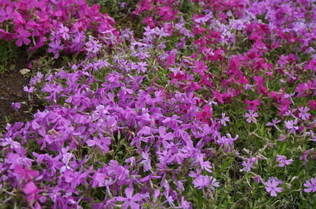 DSC02022.JPG