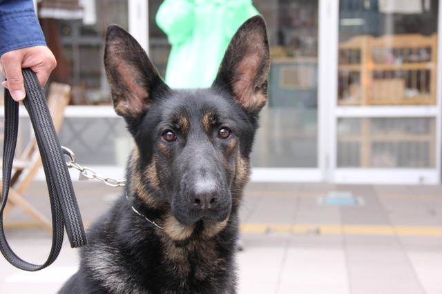 私と警察犬とキャンペーンと 横手かまくらエフエムスタッフブログ